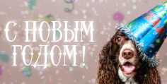 Поздравляем Вас с наступающим Новым Годом! График работы магазина NF-Moscow.ru в период новогодних праздников